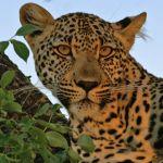 Idube Private Game Reserve Picture 6