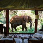 Makanyane Safari Lodge Picture 6