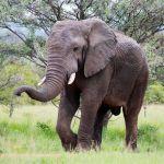 Nungubane Private Game Lodge Picture 6