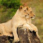 Ukhozi Lodge Picture 6