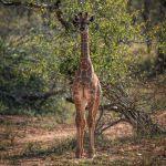 Garonga Safari Camp Picture 6