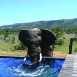 Pumba Msenge Lodge Picture 6