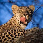 Nkorho Game Lodge Picture 6