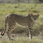 Kuzuko Lodge Picture 6