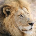 Royal Legend Safari Lodge & Spa Picture 6