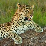 Sarili Lodge Picture 6