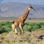 Gondwana Family Lodge Picture 6