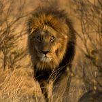 Grasslands Bushman Lodge Picture 6
