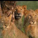 Mkuze Falls Tented Lodge Picture 6