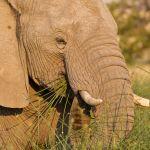 Desert Rhino Camp Picture 6
