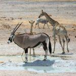 Ongava Tented Camp Picture 6