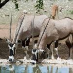 Ongava Lodge Picture 6