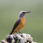 Little Ongava Picture 6