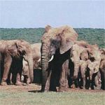 The Elephant House Picture 6