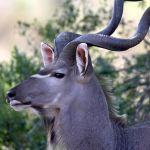 Singita Ebony Lodge Picture 6