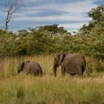 Singita Boulders Lodge Picture 6