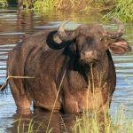 Djuma Bush Lodge Picture 7