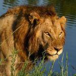 Idube Private Game Reserve Picture 7