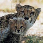 Makanyane Safari Lodge Picture 7