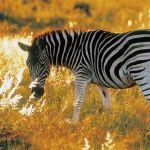 Nungubane Private Game Lodge Picture 7