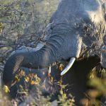 Serondella Game Lodge Picture 7