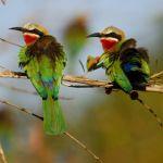 Ulusaba Rock Lodge Picture 7
