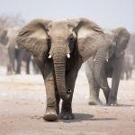 Onguma Tented Camp Picture 7