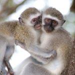 Nkorho Game Lodge Picture 7