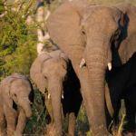 Elephant Plains Game Lodge Picture 7