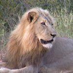 Mohlabetsi Safari Lodge Picture 7