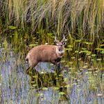 Vumbura Plains Picture 7