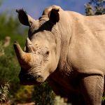 Gondwana Family Lodge Picture 7