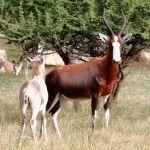 Maritime Bushveld Estate Picture 7
