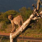 Samara Karoo Lodge Picture 7
