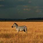 Singita Sabora Tented Camp Picture 7