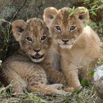 Saruni Mara Camp Picture 7