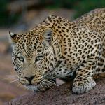 Okonjima Luxury Bush Camp Picture 7