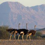 Damaraland Camp Picture 7