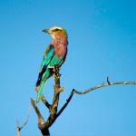 Ongava Tented Camp Picture 7
