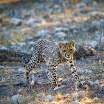 Ongava Lodge Picture 7