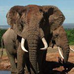The Elephant House Picture 7