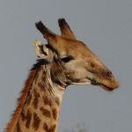 Ngala Tented Camp Picture 7