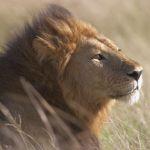 Singita Boulders Lodge Picture 7