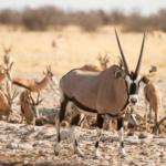 Etosha National Park