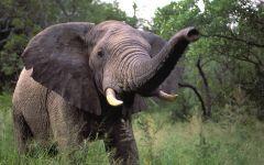 Phinda Game Reserve