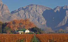 The Cape Winelands