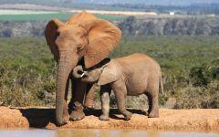 Addo Elephant National Park