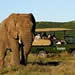Room At Elephant Plains Game Lodge