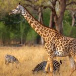Zambia Holiday Ideas