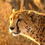 africat20foundation20cheeta20male